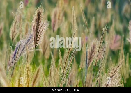 Red oat grass (Themeda triandra), Tsavo, Kenya. Stock Photo