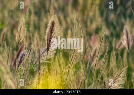 Red oat grass (Themeda triandra), Tsavo, Kenya. Stock Photo