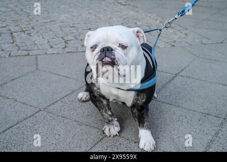 Old dog, English bulldog, Berlin, Germany, Alter Hund, englische Bulldogge, Berlin, Deutschland Stock Photo