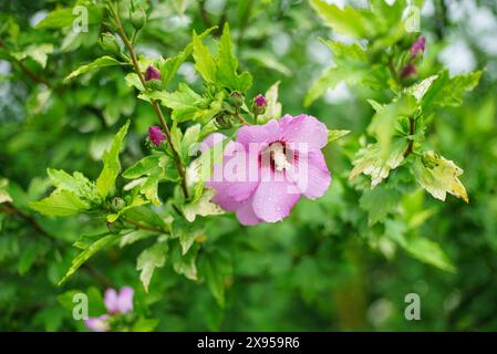 Hibiscus syriacus is a species of flowering plant in the Malvaceae family. Stock Photo