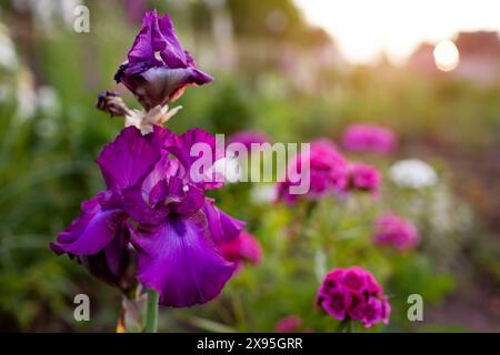 Purple bearded irises blooming next to Sweet William dianthus. Flowers growing in spring garden at sunset. Close up Stock Photo