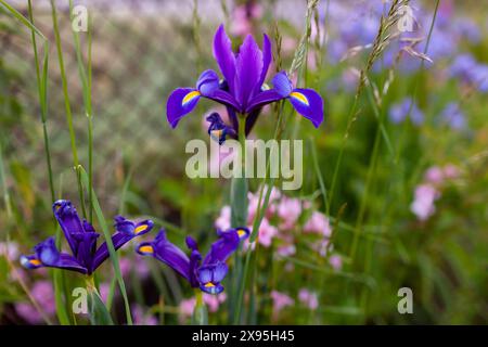 Purple irises hollandica blooming by pink weigela in spring garden at sunset. Close up of flowers surrounded by grass Stock Photo