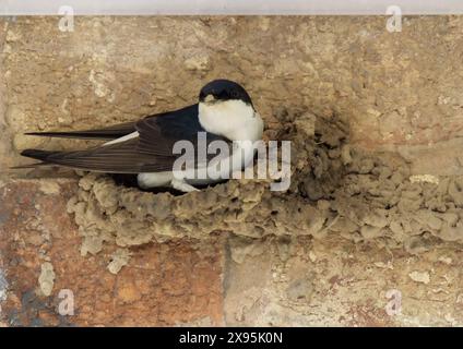 A House Martin, Delichon urbicum building its mud nest under a white soffit on a brick built house Stock Photo