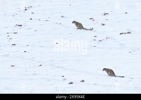 Wildlife in Himalayas. Two snow leoprad on the rock. Snow leopard Panthera uncia in snow rock habitat, wildlife nature. Two snow leopard on the rock i Stock Photo