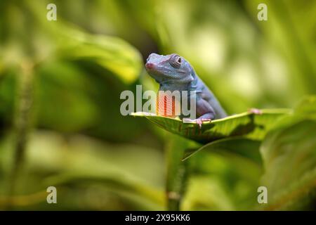 Graham's Anole, Anolis grahami, blue orange lizard in the nature forest habitat. Anole on the green leave in the forest vegetation. Reptile from Jamai Stock Photo