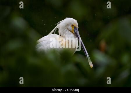 White spoonbill in green vegetation. Bird in the nest. Eurasian Spoonbill, Platalea leucorodia, sitting on the nest, detail portrait of bird with long Stock Photo