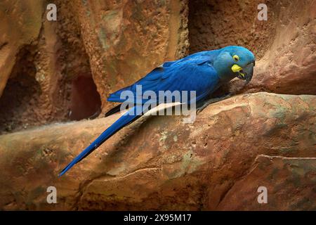 Lear's macaw, Anodorhynchus leari, large blue rare parrot from Brazil. Indigo macaw, bird in the nesting habitat, rock sand wall in nature. Widlife in Stock Photo