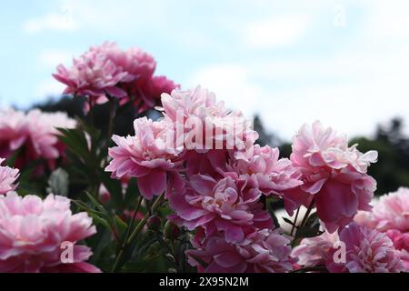 Pink peony flowers in the park. Large peony flowers. Flowers outdoors. Close-up of pink lush flowers. Natural floral background. Peonies are a type of Stock Photo