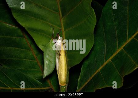 Onomarchus uninotatus, pseudophylline bush cricket from Tettigoniidae, native to Southeast Asia. Insect looks like a green leaf, sitting on the flower Stock Photo