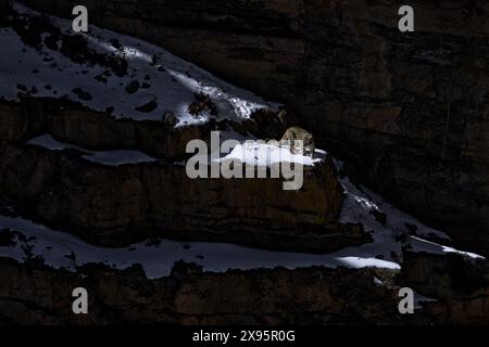 Snow leopard Panthera uncia in the rock habitat, wildlife nature. Snow leopard on the rock in winter, sitting in the nature stone rocky mountain habit Stock Photo