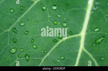 green leaf with water drops Stock Photo