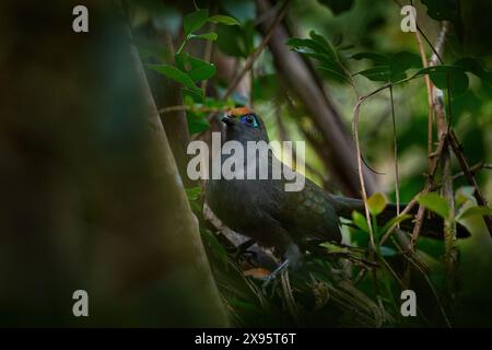 Red-fronted coua, Coua reynaudii,  cuckoo endemic to Madagascar.  Coua bird from Ranomafana NP, Ground forest bird in the nature habitat, Madagascar. Stock Photo