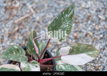 philodendron pink princess pink galaxy in the pot Stock Photo