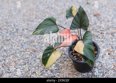 Homalomena Pink Diamond in the pot Stock Photo