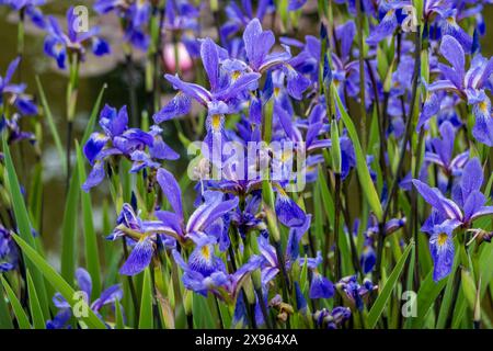 Iris sibirica, Siberian iris is a massed planting in North Carolina Stock Photo