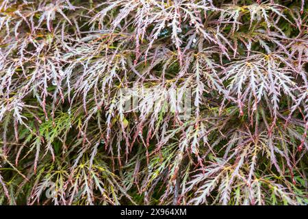 Lacy leaves of Japanese maple, acer palmatum Stock Photo