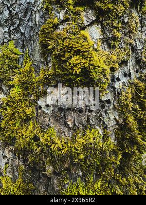 Moss on a tree trunk with holes in it. Stock Photo