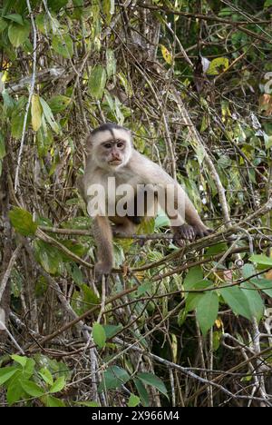 White fronted capuchin monkey (Cebus albifrons), Amazon basin, Brazil, South America Stock Photo