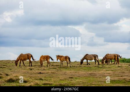 Wild ponies on Yonaguni Island, Yaeyama Islands, Japan, Asia Stock Photo