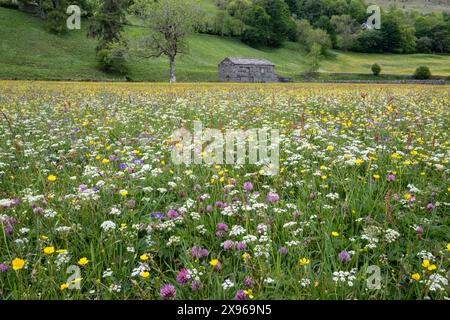 Hay and wildflower meadows near Muker, Swaledale, Yorkshire Dales National Park, Yorkshire, England, United Kingdom, Europe Stock Photo