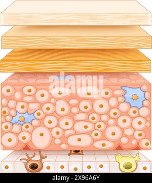 Epidermis structure. Skin anatomy. Cell, and layers of a human skin. Cross section of the epidermis. Skin care. vector illustration. Stock Vector