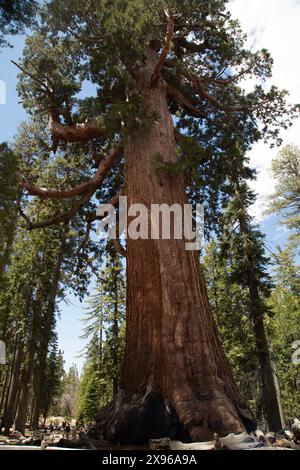 Grizzly Giant Sequoia Tree, Mariposa Grove, Yosemite National Park, California, USA Stock Photo