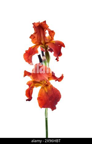 A striking orange iris with delicate petals stands out against a white background. Stock Photo