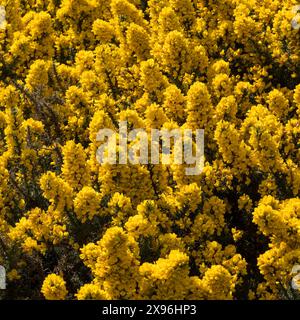 Closeup of bright yellow Common Gorse (Ulex europaeus) blossom, in April / Spring, Leicestershire,England, UK Stock Photo