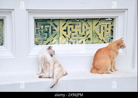 Thai Domestic Cats at Temple in Thailand Stock Photo