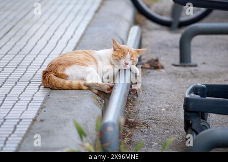 A ginger and white cat lying on a a paved area outside a shop. The cat is sleeping with its head resting on a low metal bar in front of a parking area Stock Photo