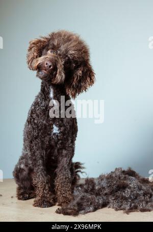 A poodle with a shaved head sits on a table. The dog's fur is being cut and there is a pile of hair on the ground Stock Photo