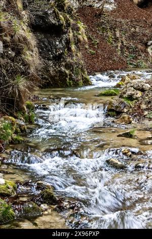 Mountain river in Romania - Mossy Mountain Stream Cascading Over Rocks Stock Photo