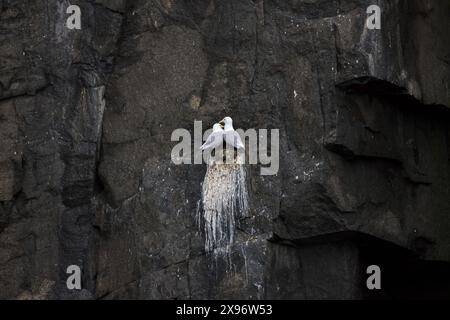 Black-legged kittiwakes (Rissa tridactyla) pair nesting on rock ledge in sea cliff at seabird colony in summer, Svalbard / Spitsbergen, Norway Stock Photo