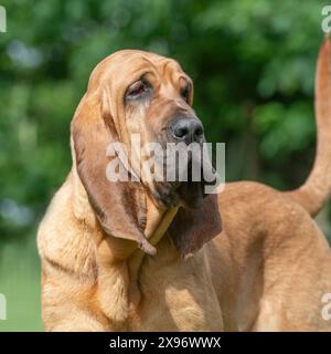 bloodhound Stock Photo