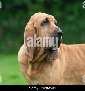 bloodhound Stock Photo