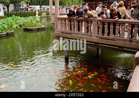 Visitors Watching Goldfish and Koi Carp Swimming in Lake at Yu or Yuyuan Gardens, Shanghai, China Stock Photo