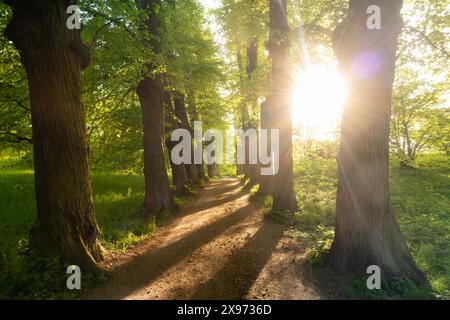 forest gravel path in the woods surrounded by lines of trees in the shape of an avenue at sunset with sunlight shining through between the tree trunks Stock Photo