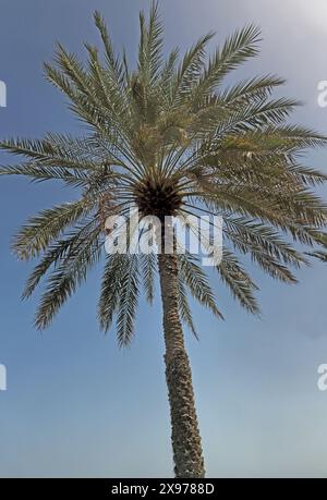 Date Palm (Phoenix Dactylifera) on Sunny Day Muscat Oman Stock Photo