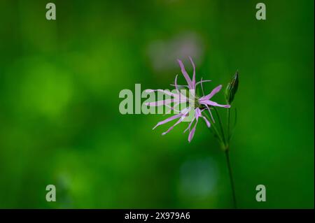 Ragged Robin (Silene flos-cuculi). Flower Closeup, spring Stock Photo