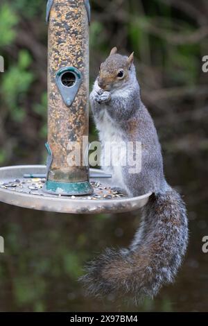 A grey squirrel is standing on a bird feeder and eating the seed. Its bushy tail is hanging down and there is space for text Stock Photo