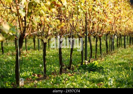 Landscape of a vine yard on a sunny day in autumn Stock Photo