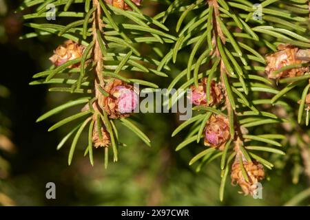 Close-up of young Norway spruce (Picea abies) cones in early spring Stock Photo