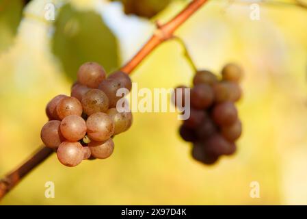 Close-up of a small tendrill in a vine-yard on a sunny day in autumn Stock Photo