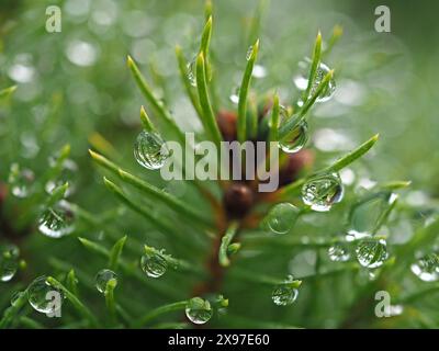 close-up macro image of backlit rain water droplets on branch tip needles of Norway spruce or European spruce tree (Picea abies) - Cumbria, England Stock Photo