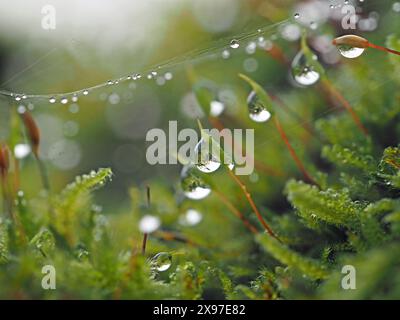 close-up macro image of backlit rain water droplets on spore-caps of wall-top moss in situ - Cumbria, England UK Stock Photo