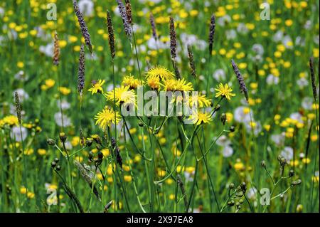 Rough hawksbeard (Crepis biennis) and ranunculus auricomus (Ranunculus auricomus agg.), Allgaeu, Bavaria, Germany Stock Photo