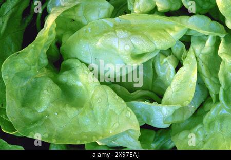 Fresh green lettuce leaves with water droplets Lactuca sativa var. capitata Stock Photo