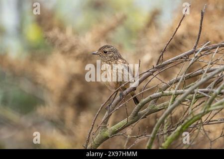 stonechat, saxicola rubicola, perched on a branch in the uk Stock Photo