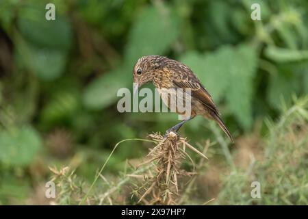 stonechat, saxicola rubicola, perched on a branch in the uk Stock Photo