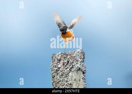 stonechat, saxicola rubicola, perched on a branch in the uk Stock Photo